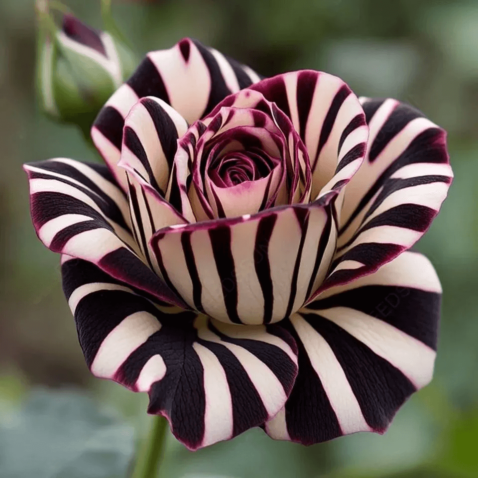 Brilliant Rose Seeds