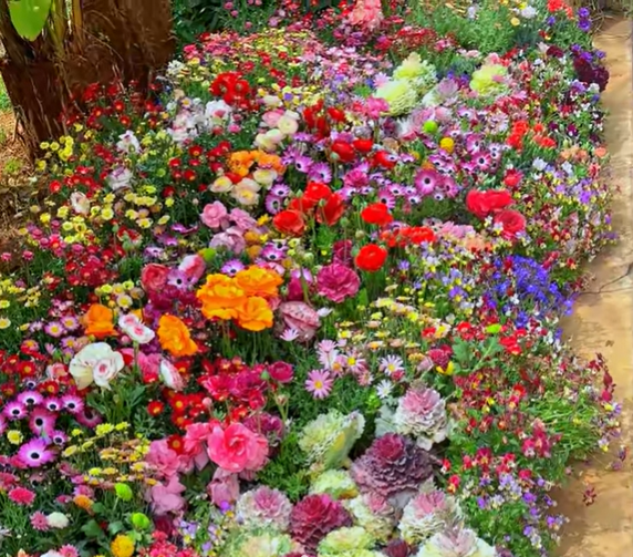 🔥ÚLTIMO DIA DE DESCONTO💝SEMENTES DE FLORES PERENES MISTAS - MAIS DE 60 TIPOS DE MISTURAS
