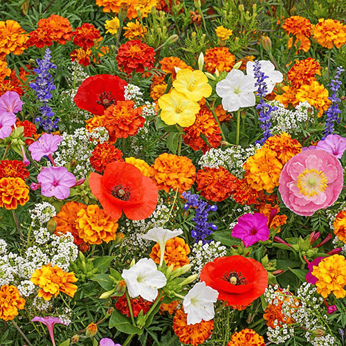 🔥ÚLTIMO DIA DE DESCONTO💝SEMENTES DE FLORES PERENES MISTAS - MAIS DE 60 TIPOS DE MISTURAS