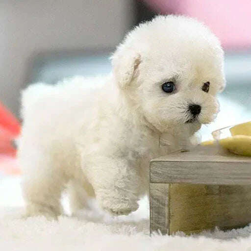🐶🌭Nicoo - Meu Cachorro Robô Realista