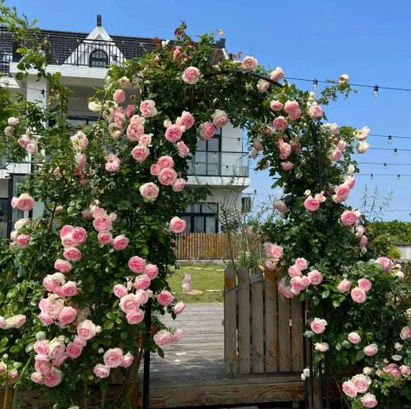 SEMENTES DE FLORES DE ROSA DE TREPEIRA