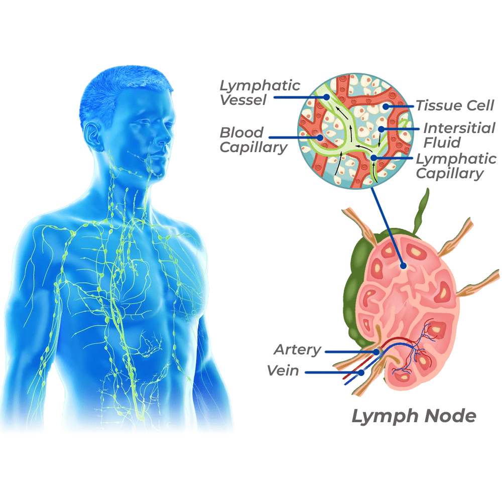 ГРИВНА GFOUK™ TITANIGLIMMER LYMPHVITY