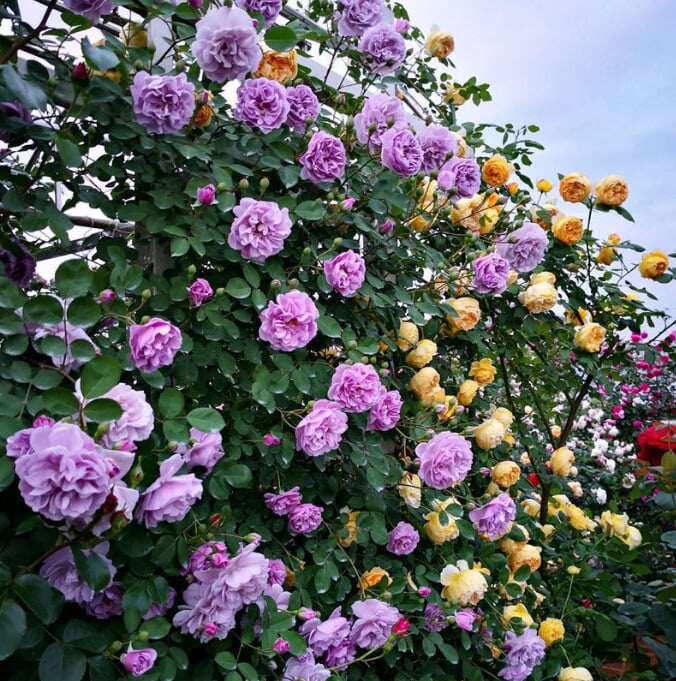 SEMENTES DE FLORES DE ROSA DE TREPEIRA