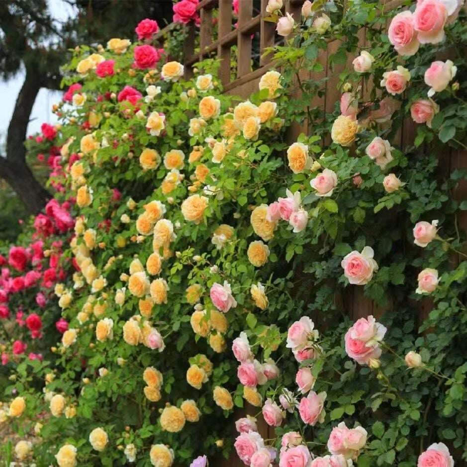 SEMENTES DE FLORES DE ROSA DE TREPEIRA