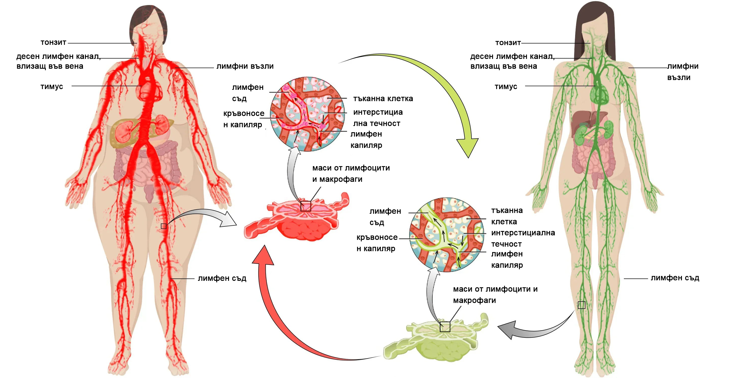 ✨🩵2024 Най-новата RicheranTM Ултразвукова детоксикираща гривна за изгаряне на мазнини-енергиен баланс⏱️ (70% отстъпка през последните няколко дни + препоръчано от лекар)