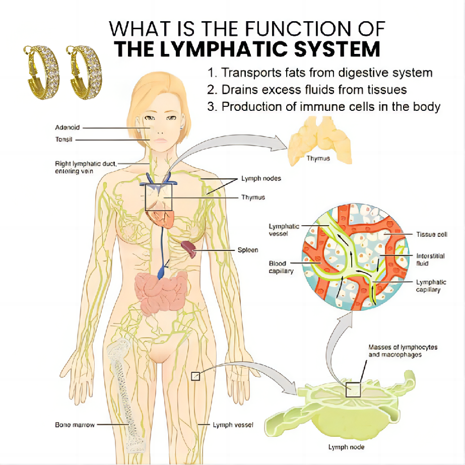 Brincos de argola para atividades linfáticas (promoção por tempo limitado 🔥 último dia)