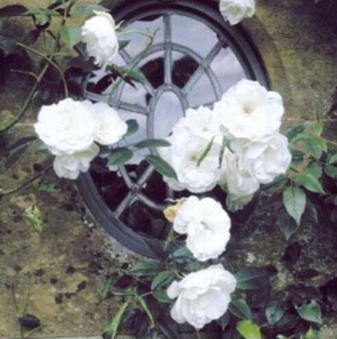 SEMENTES DE FLORES DE ROSA DE TREPEIRA