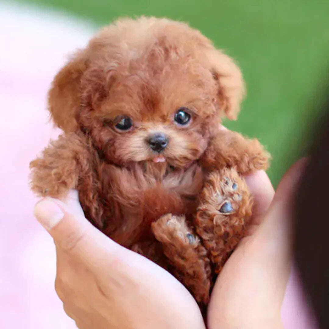 🐶🌭Nicoo - Meu Cachorro Robô Realista