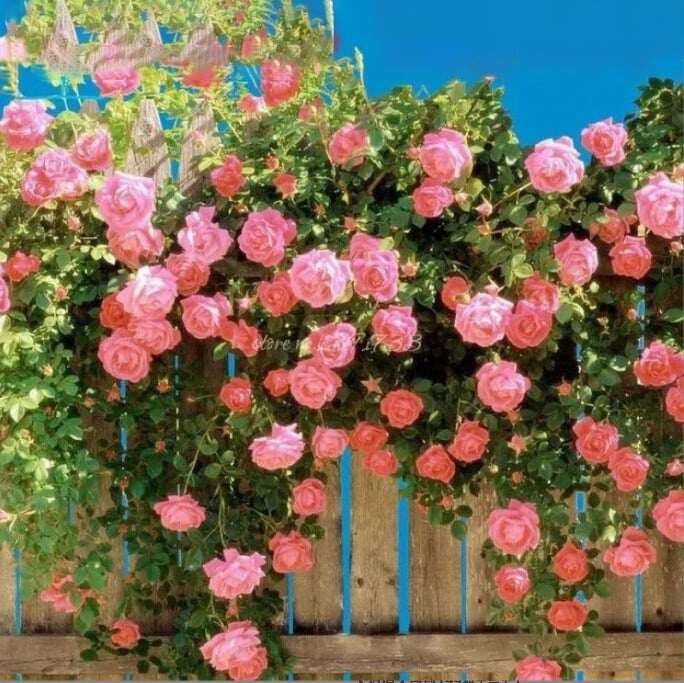 SEMENTES DE FLORES DE ROSA DE TREPEIRA