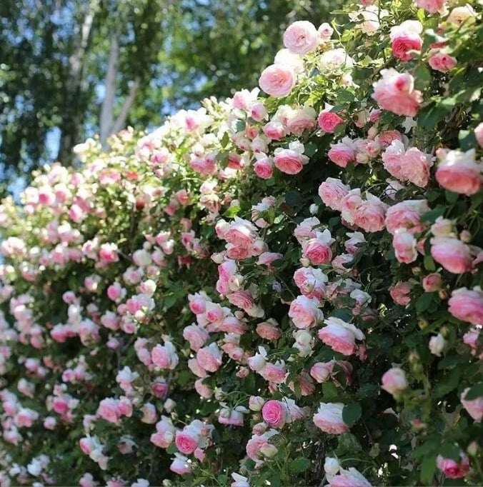 SEMENTES DE FLORES DE ROSA DE TREPEIRA