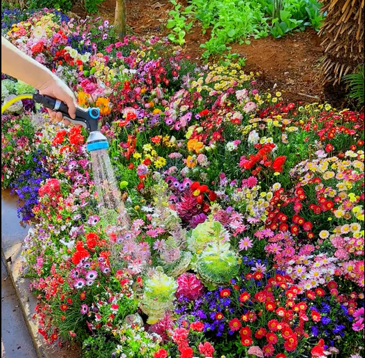 🔥ÚLTIMO DIA DE DESCONTO💝SEMENTES DE FLORES PERENES MISTAS - MAIS DE 60 TIPOS DE MISTURAS