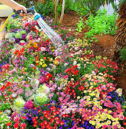 🔥ÚLTIMO DIA DE DESCONTO💝SEMENTES DE FLORES PERENES MISTAS - MAIS DE 60 TIPOS DE MISTURAS