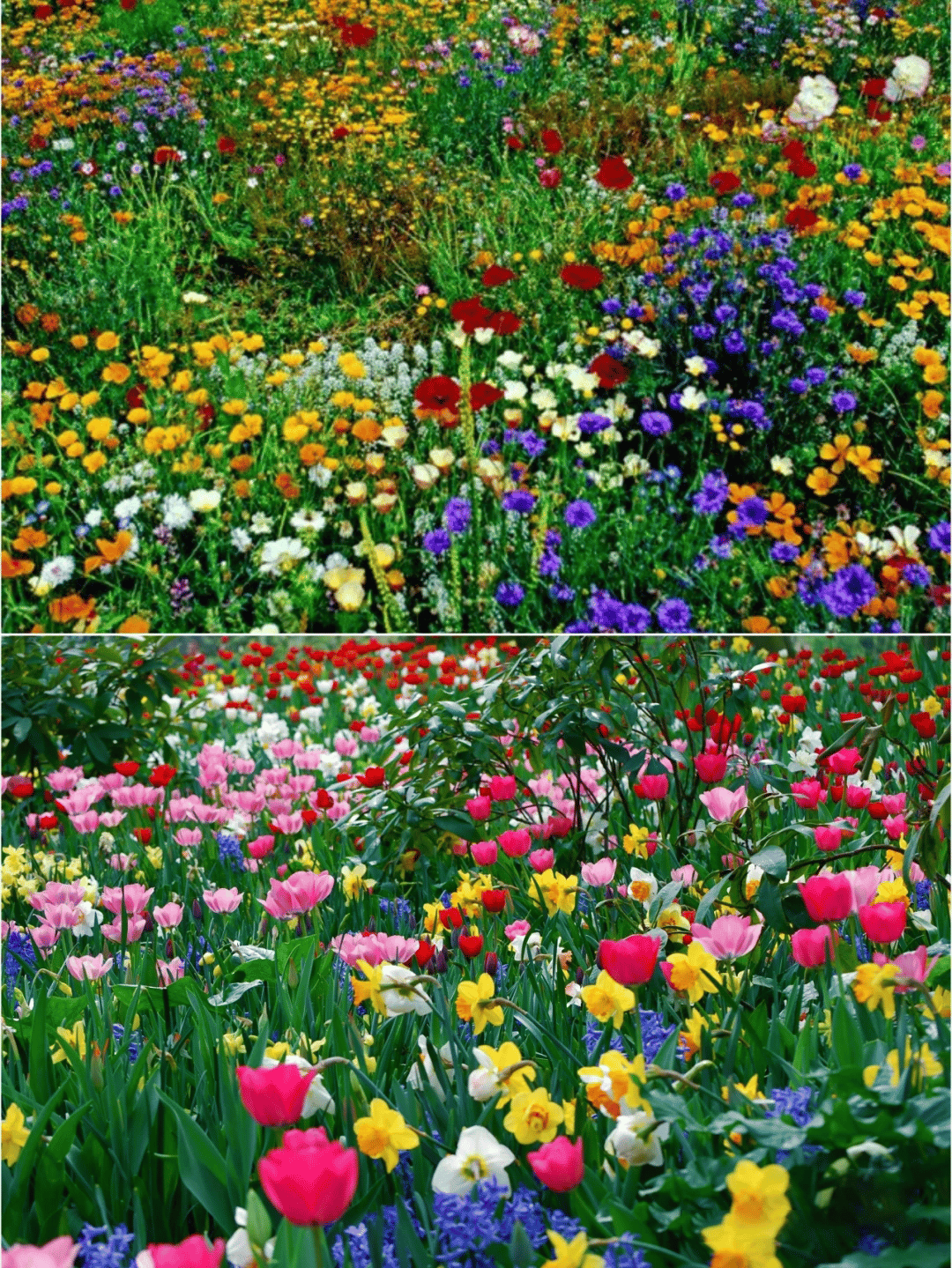 🔥ÚLTIMO DIA DE DESCONTO💝SEMENTES DE FLORES PERENES MISTAS - MAIS DE 60 TIPOS DE MISTURAS