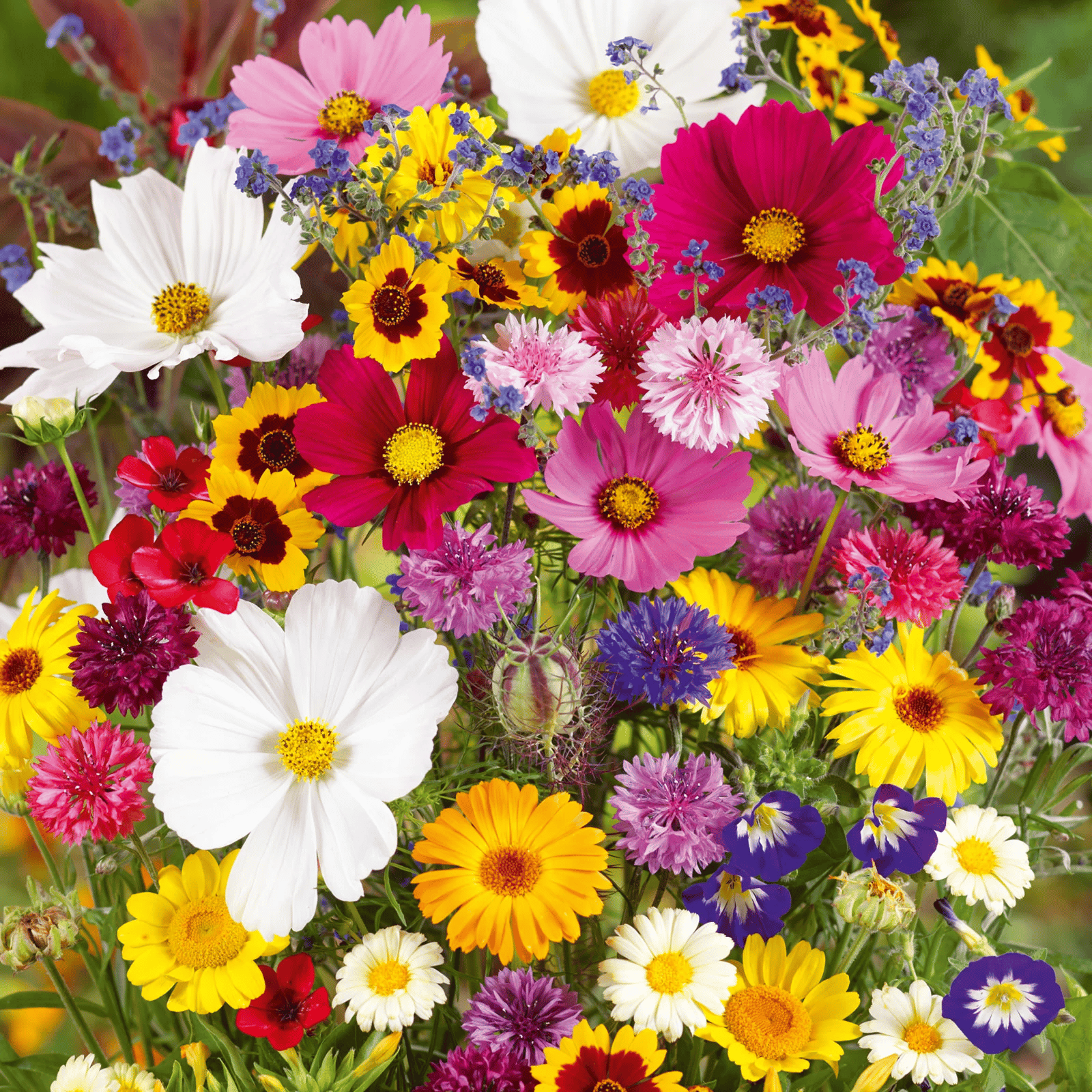 🔥ÚLTIMO DIA DE DESCONTO💝SEMENTES DE FLORES PERENES MISTAS - MAIS DE 60 TIPOS DE MISTURAS