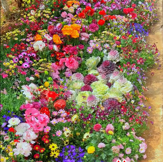 🔥ÚLTIMO DIA DE DESCONTO💝SEMENTES DE FLORES PERENES MISTAS - MAIS DE 60 TIPOS DE MISTURAS