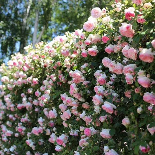 SEMENTES DE FLORES DE ROSA DE TREPEIRA