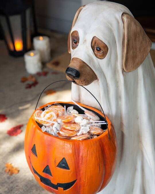 🎃 GHOST DOG CANDY BOWL COMPRE 2 AGORA ENVIO GRÁTIS!!
