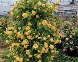 SEMENTES DE FLORES DE ROSA DE TREPEIRA