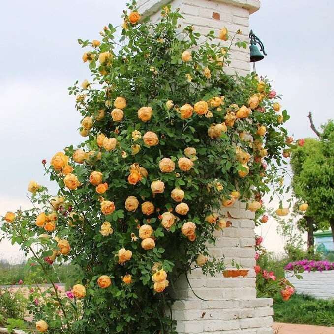 SEMENTES DE FLORES DE ROSA DE TREPEIRA