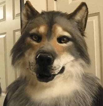 Cabeça de animal com olhos brilhantes, máscara de fantasia removível