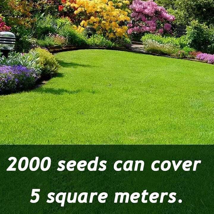 🔥⏰Promoção de Último Dia - 🌱 Sementes de grama anã perene para quatro estações🌾 | Crie seu gramado perfeito aqui🌼