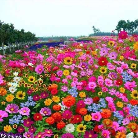 🔥ÚLTIMO DIA DE DESCONTO💝SEMENTES DE FLORES PERENES MISTAS - MAIS DE 60 TIPOS DE MISTURAS