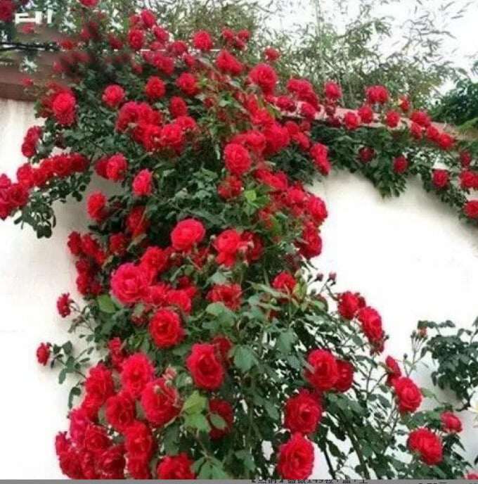 SEMENTES DE FLORES DE ROSA DE TREPEIRA