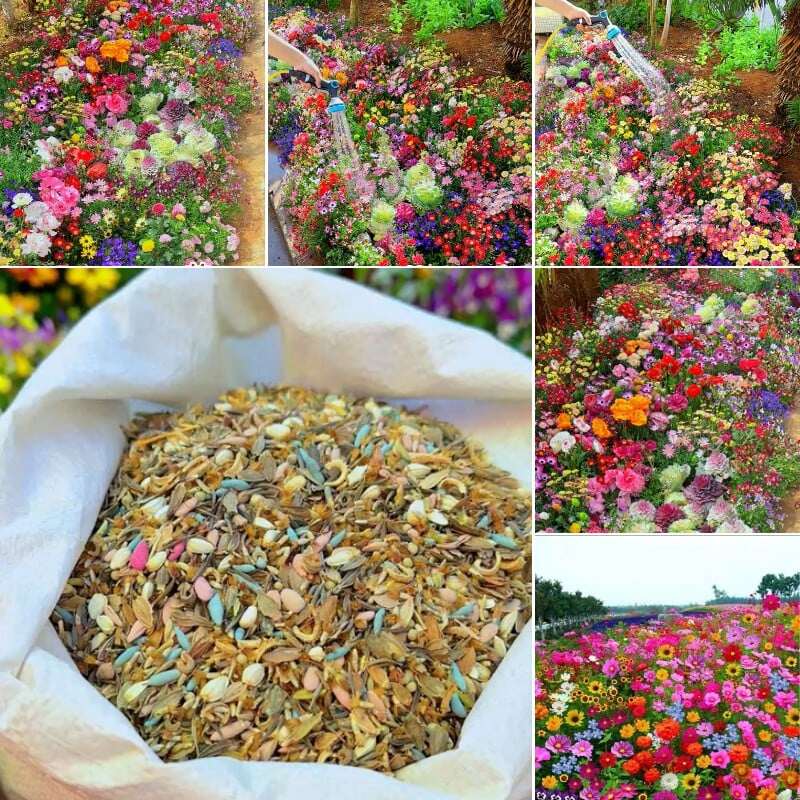 🔥ÚLTIMO DIA DE DESCONTO💝SEMENTES DE FLORES PERENES MISTAS - MAIS DE 60 TIPOS DE MISTURAS